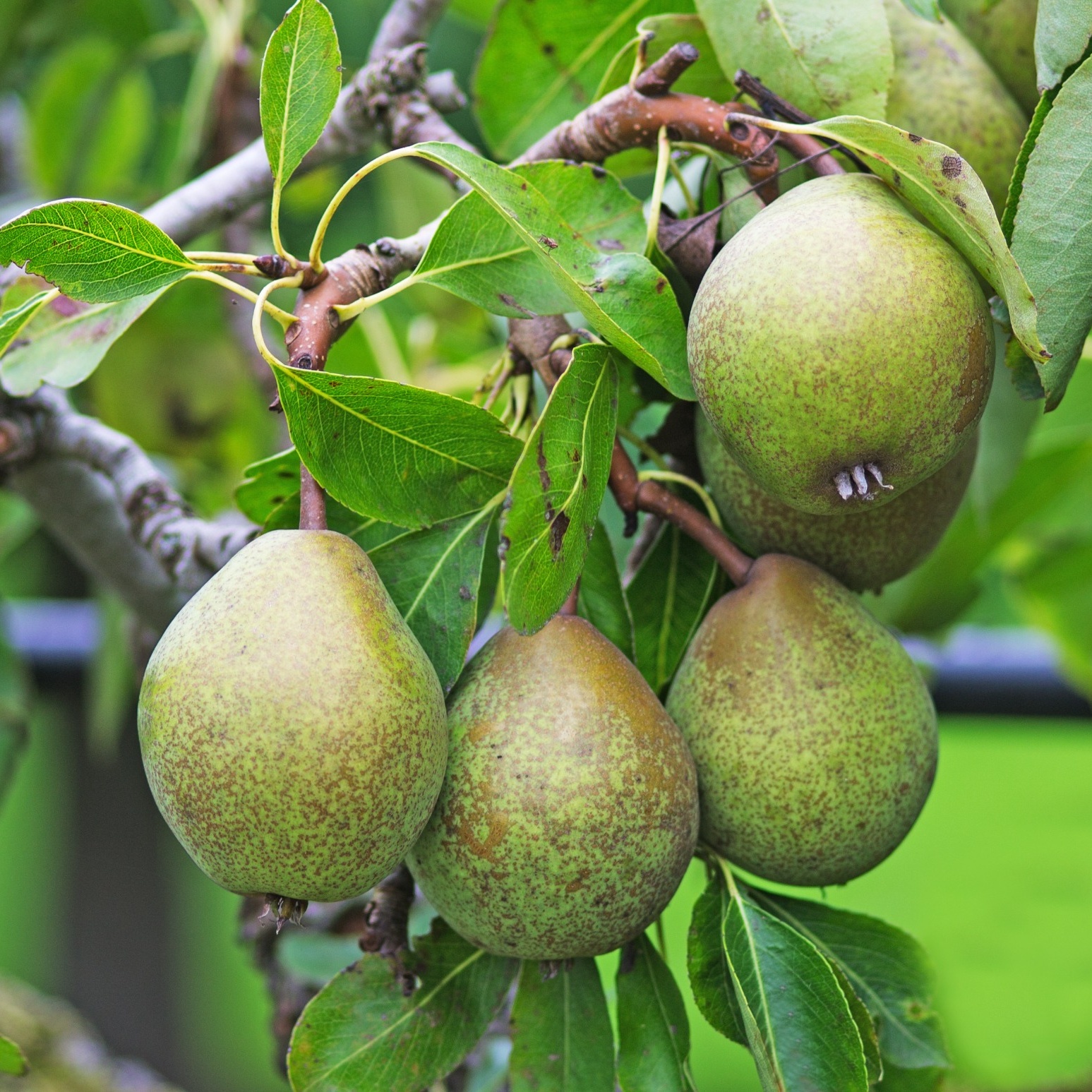 Päronträd Omnia Garden Pyrus Communis Gråpäron