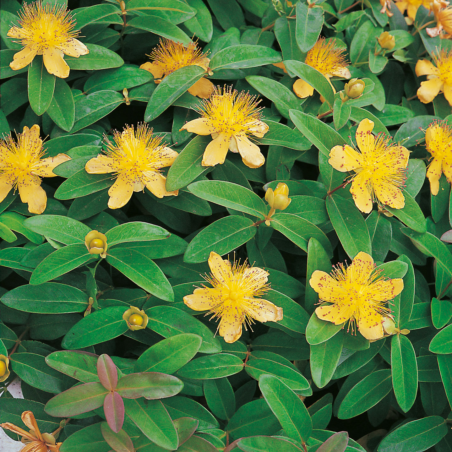 Rabattblomma Omnia Garden Prakthypericum