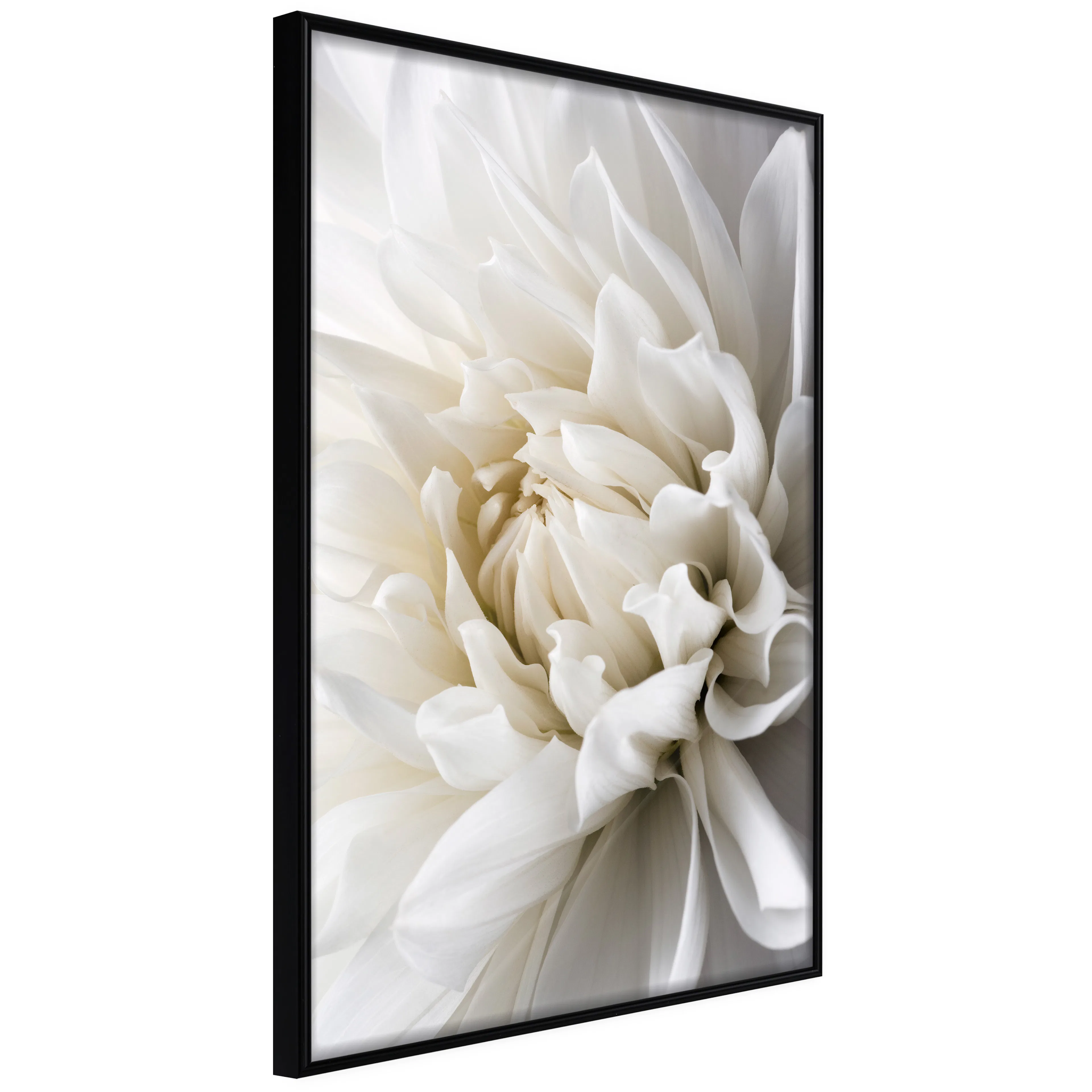 Affisch - White Dahlia [Poster] 30x45 Svart ram, 30x45 cm