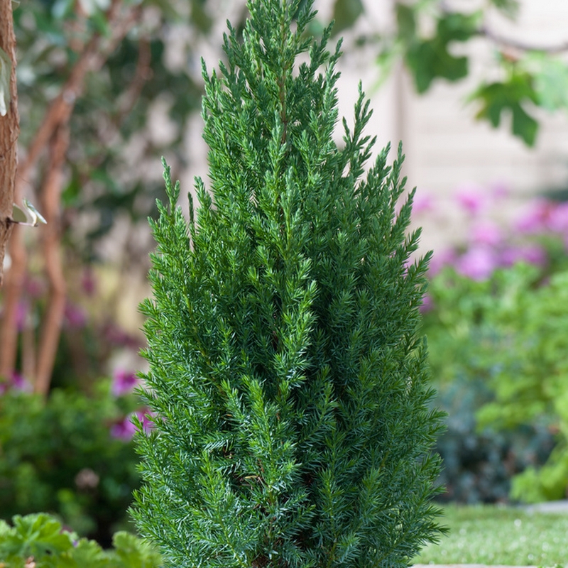 Prydnadsbuske Kinesisk En Omnia Garden Stricta