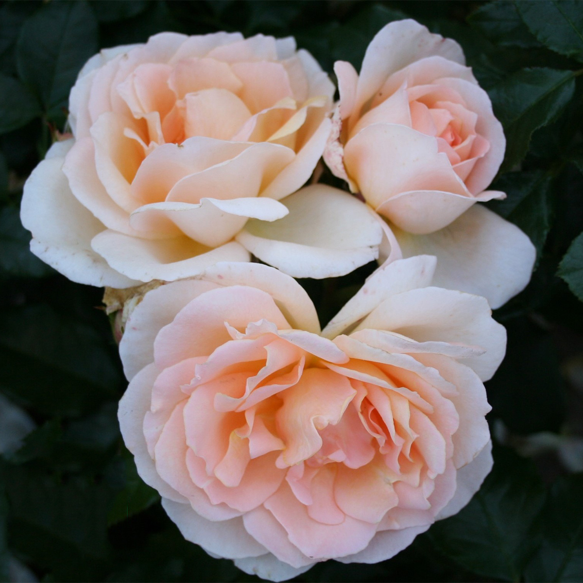 Storblommig Rabattros Omnia Garden Morten Korch