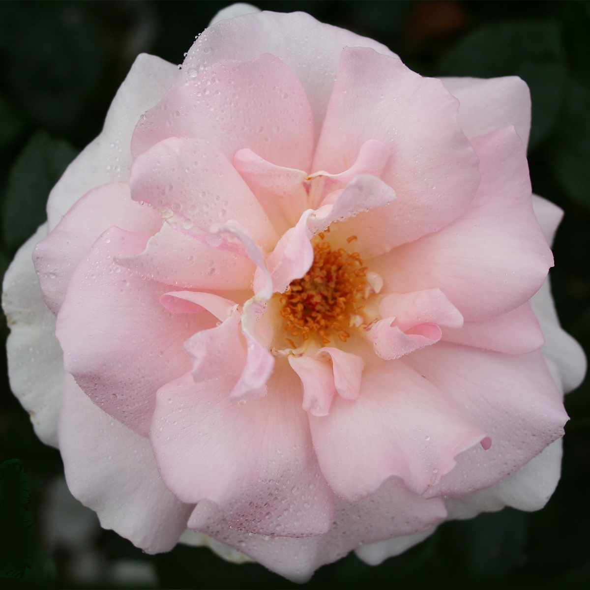 Storblommig Rabattros Omnia Garden A Whiter Shade of Pale