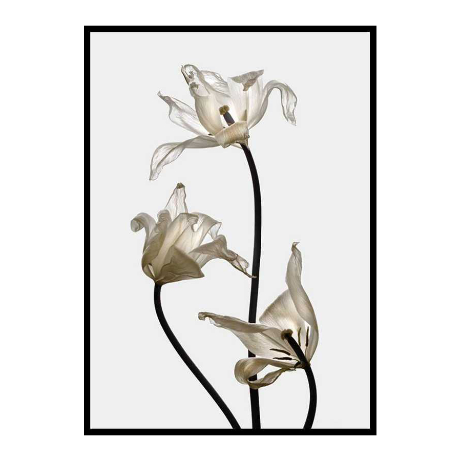 Poster Gallerix Tulips