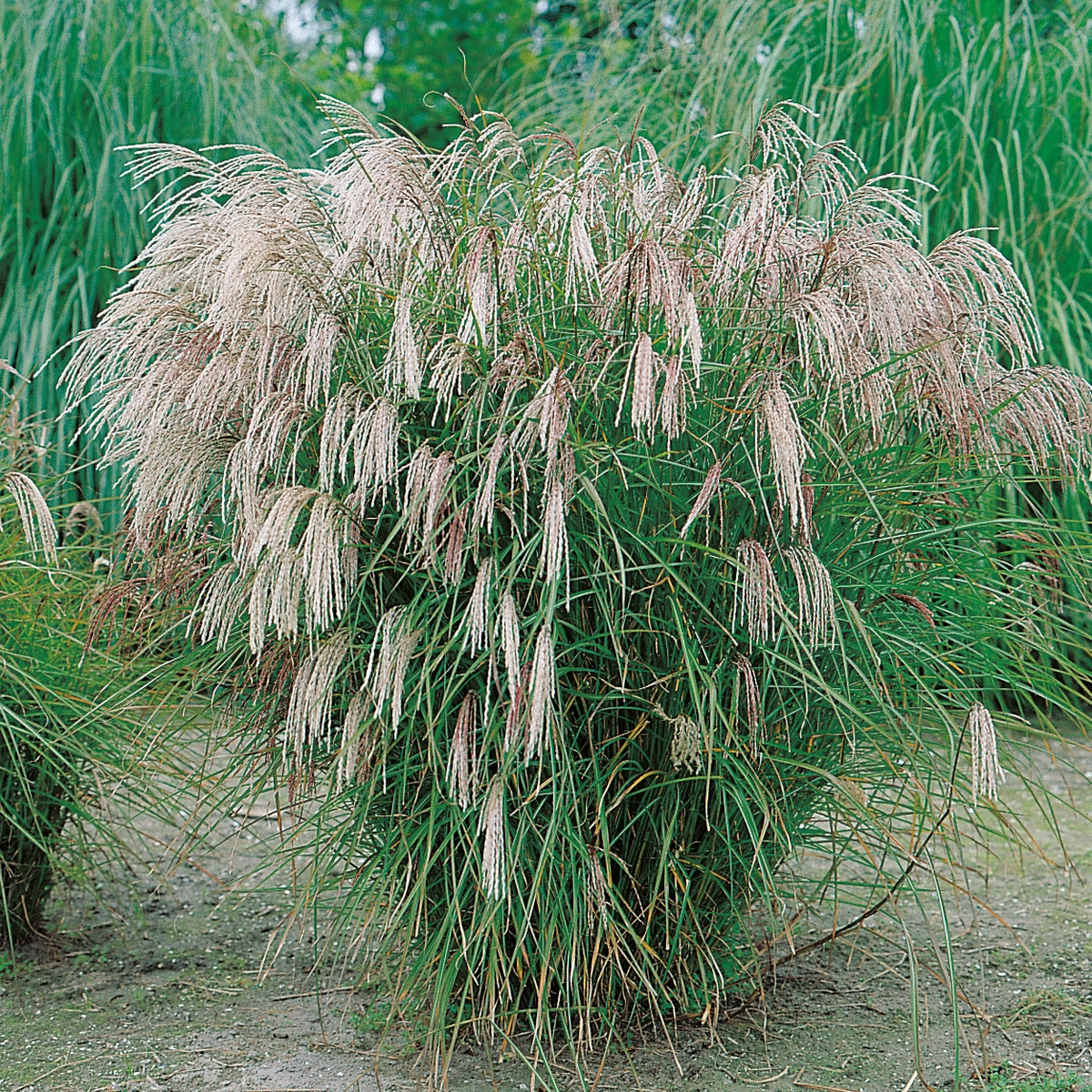 Prydnadsgräs Glansmiskantus Omnia Garden Japanskt Gräs Kleine Fontäne