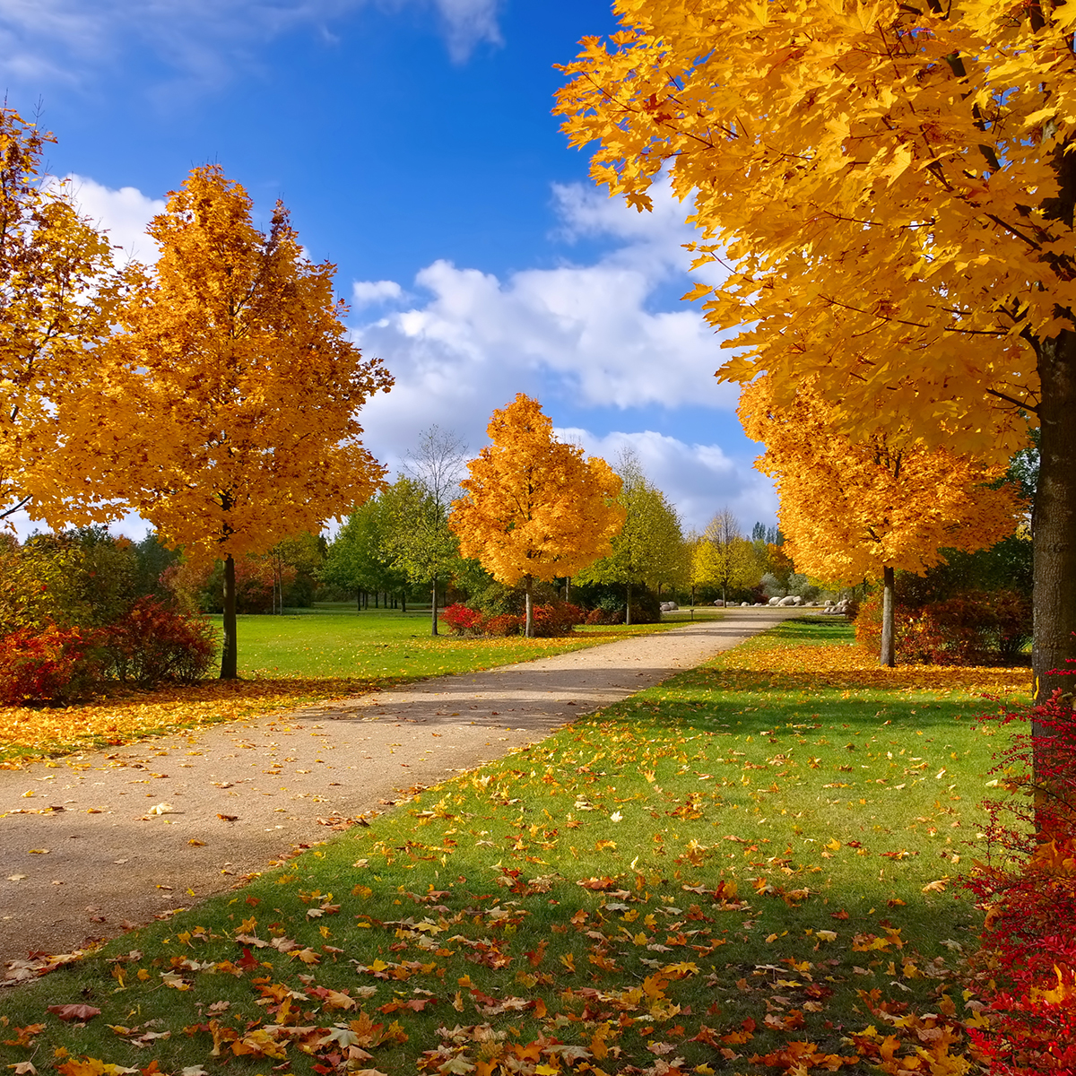 Pryndnadsträd Skogslönn Omnia Garden 350-450 cm Frilandsodlat Högstamsträd med Grönt Lövverk