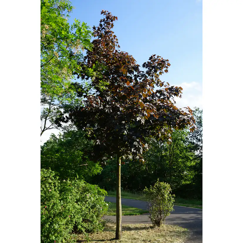 Prydnadsträd Skogslönn Omnia Garden Rödbladig 350-450 cm