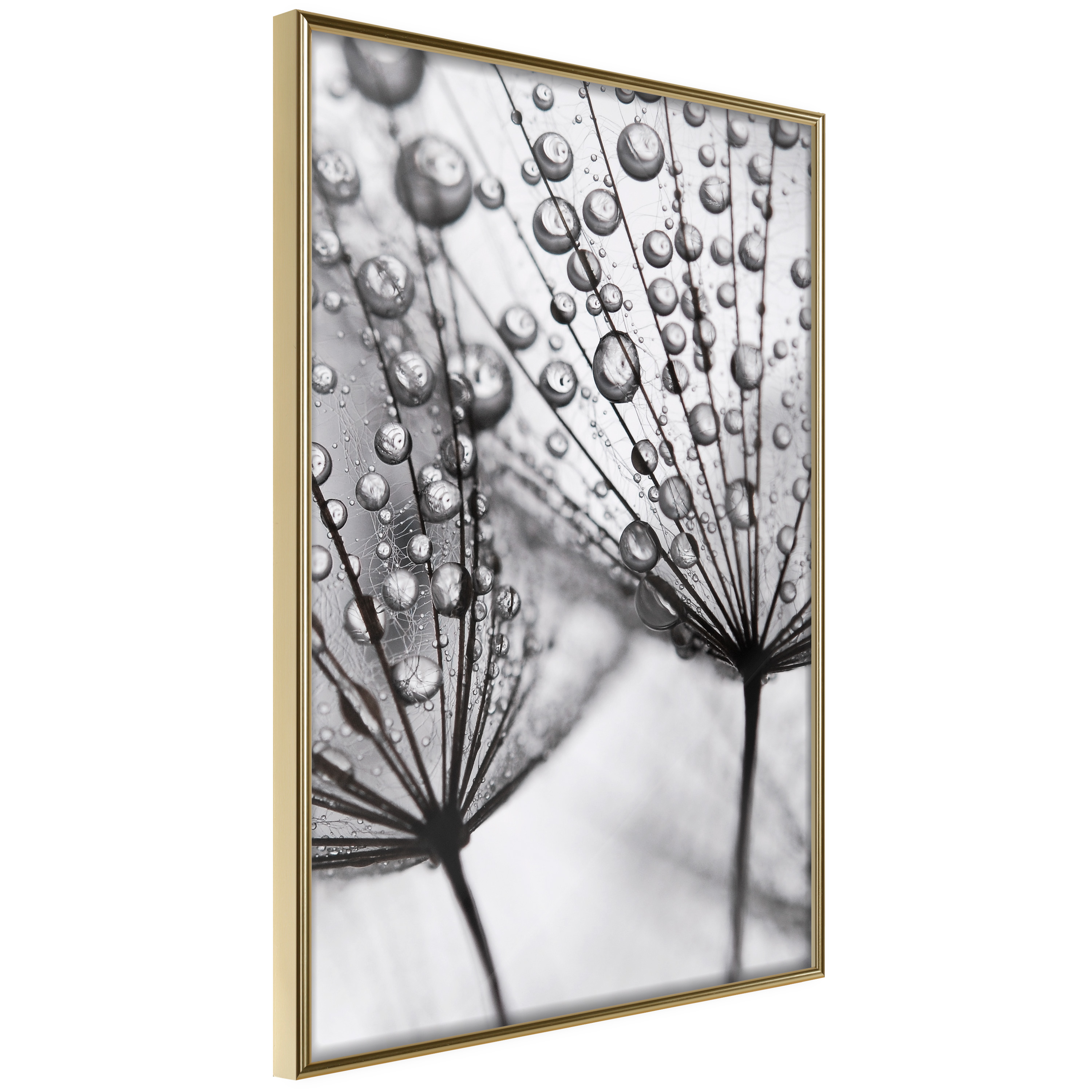 Affisch - Morning Dew [Poster] 40x60 Guld ram, 40x60 cm