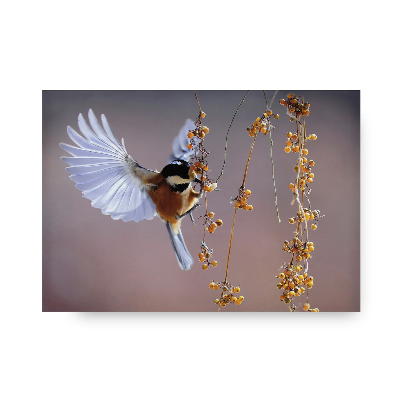 Tavla Art for the Home Bird 70x100