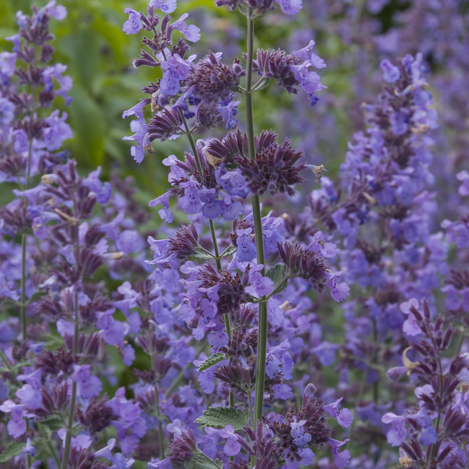 Perenn Omnia Garden Kantnepeta Walker´s Low