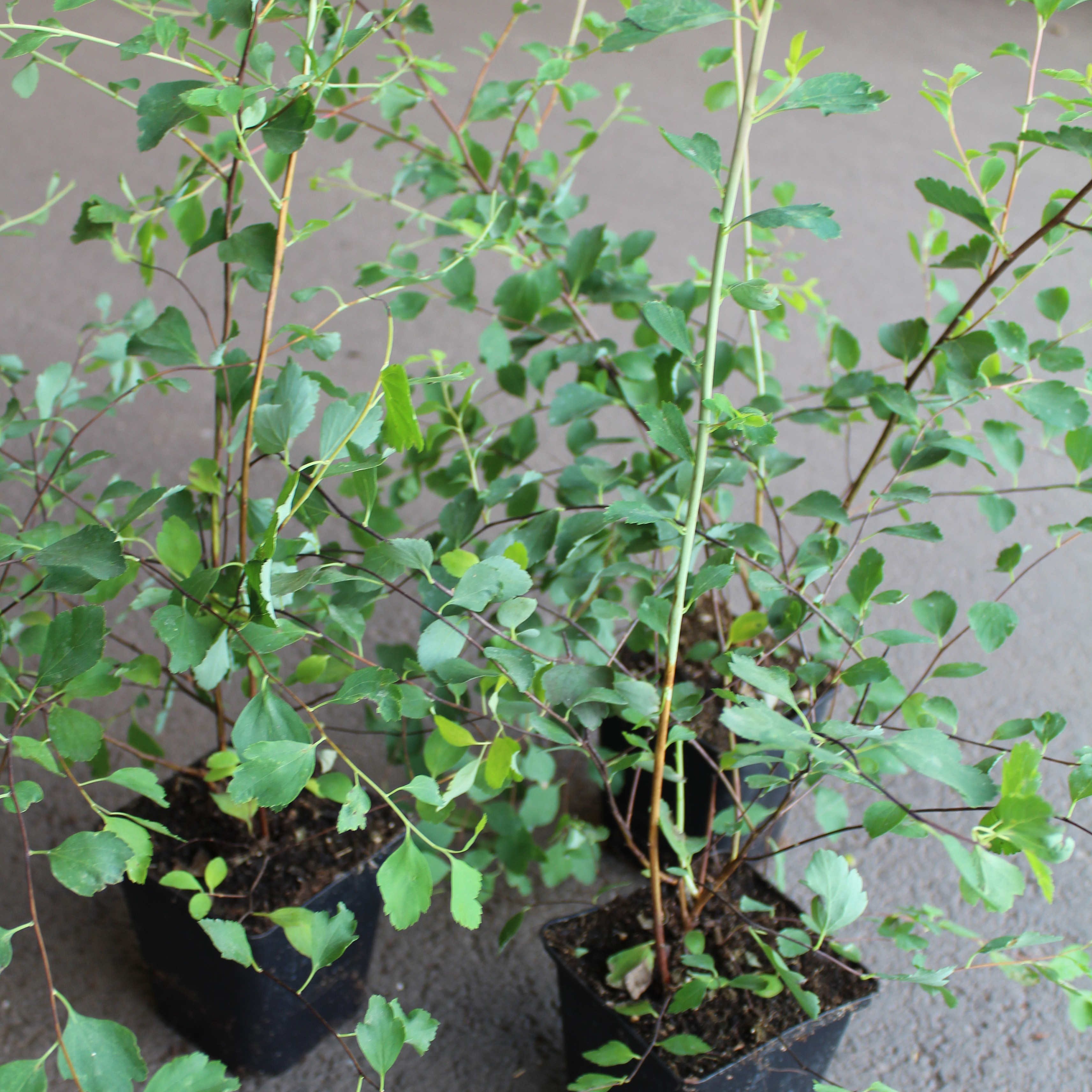 Buske Omnia Garden Bukettspirea 30-50cm Krukodlade