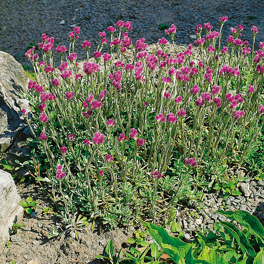 Perenn Omnia Garden Kattfot Rubra