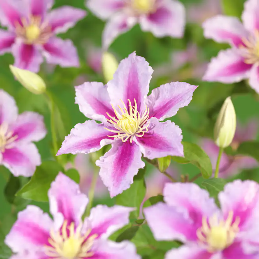 Klätterväxt Rosaröd Patens Klematis Omnia Garden 40-60 cm