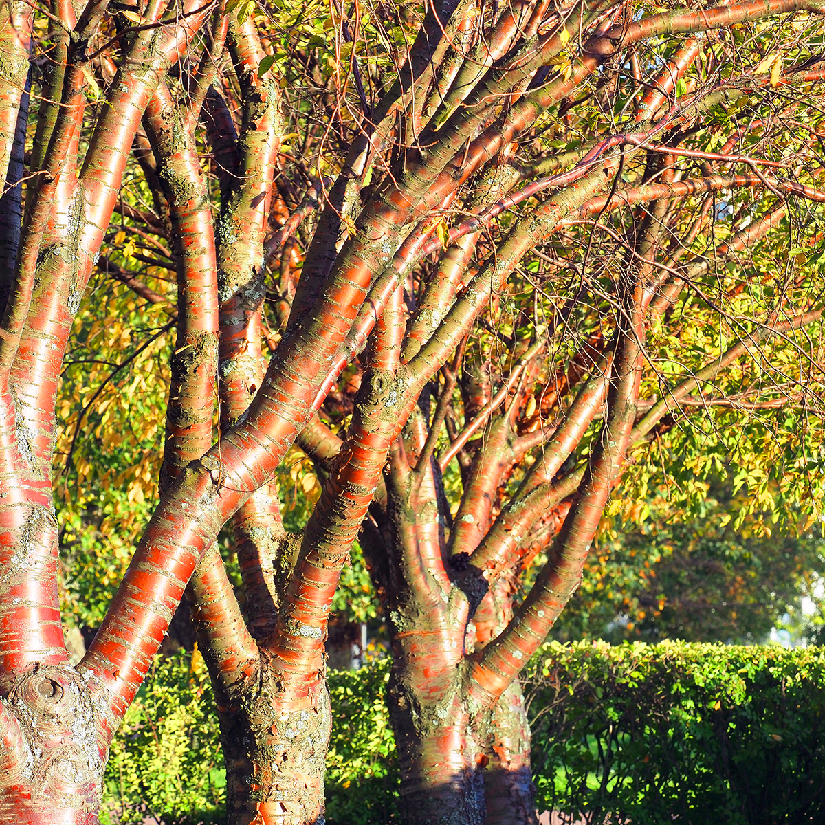 Näverhägg Omnia Garden Högstamsträd 300-400 cm, Frilandsodlad Alleträd, Vit Blomning
