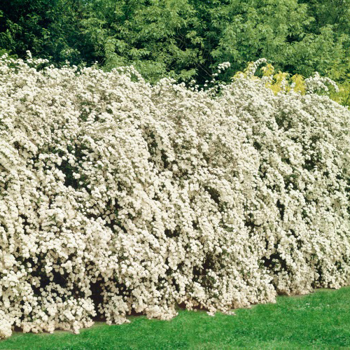 Buske Omnia Garden Bukettspirea 50-80 cm