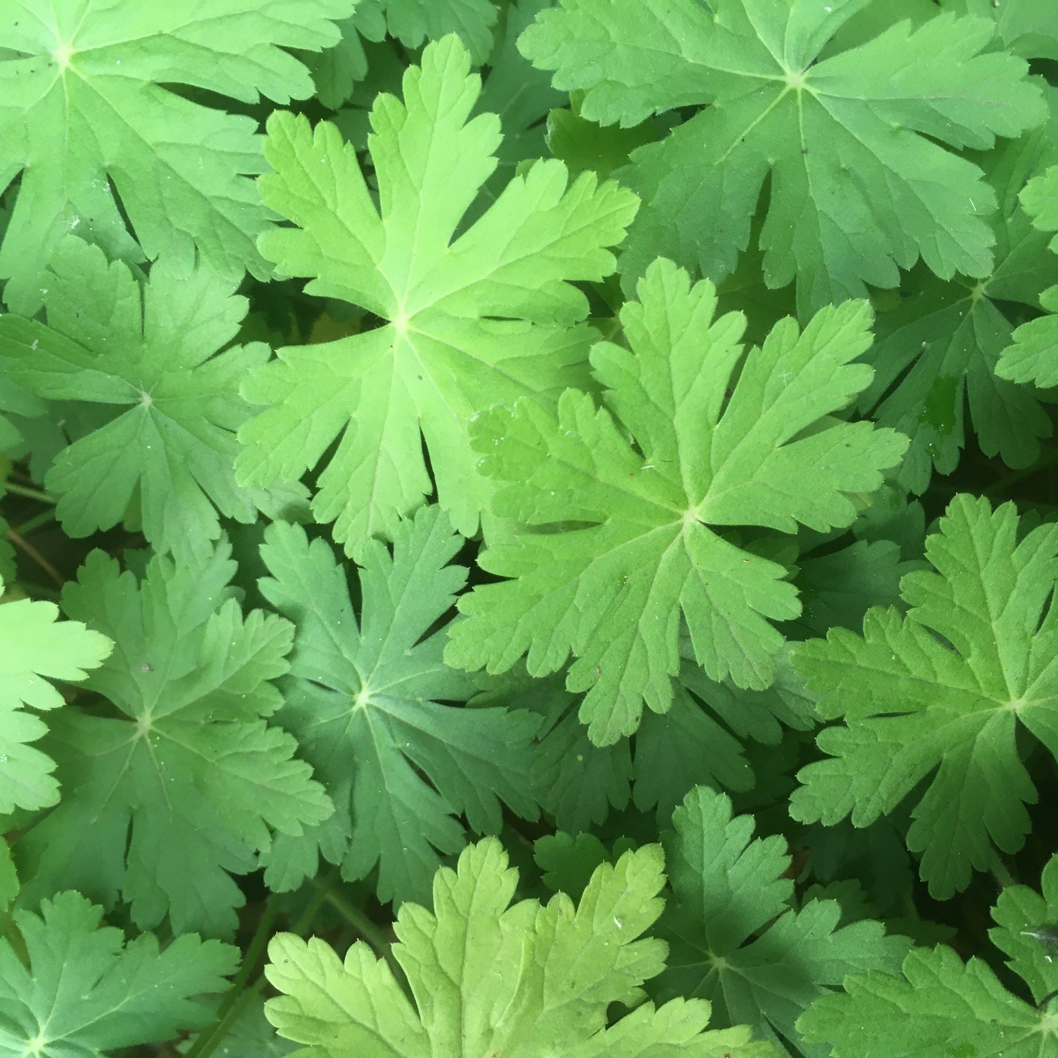 Perenn Omnia Garden Flocknäva Geranium Macrorrhizum Spessart
