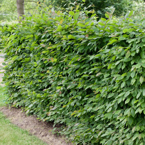 AvenBok Omnia Garden 30-50 cm