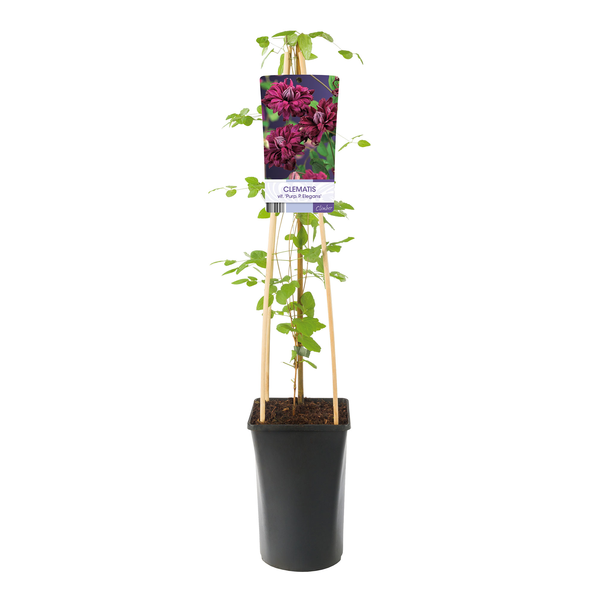Klätterväxt Italiensk Klematis Omnia Garden Purpurea Plena Elegans 40-60 cm