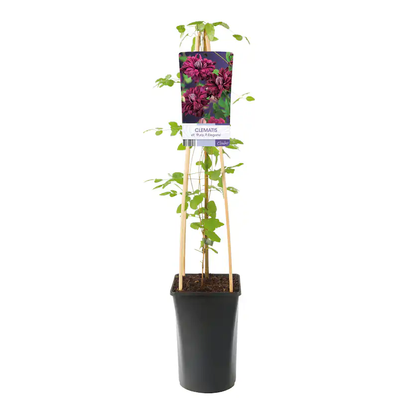 Klätterväxt Italiensk Klematis Omnia Garden Purpurea Plena Elegans 40-60 cm