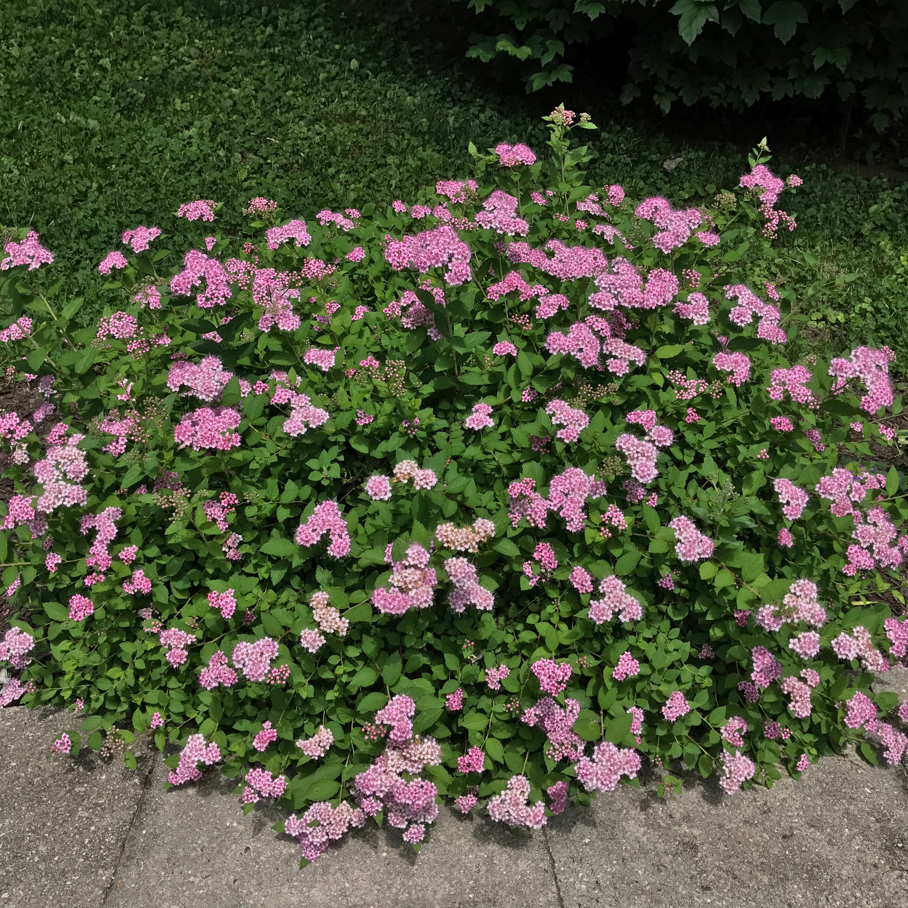 Häck Omnia Garden Dvärgpraktspirea 10-20cm Krukodlade