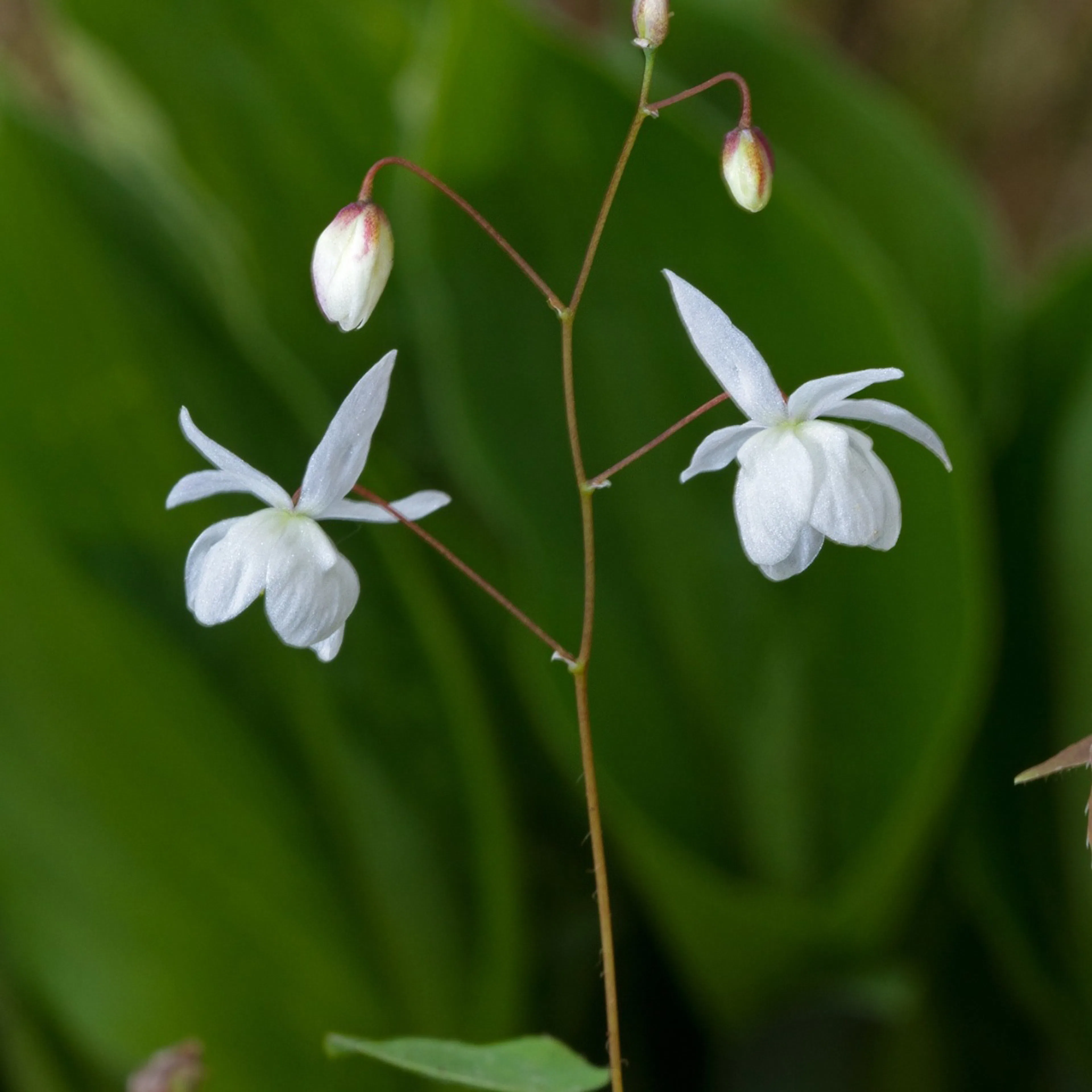 Perenn Omnia Garden Japansk Sockblomma Epimedium Grandiflorum