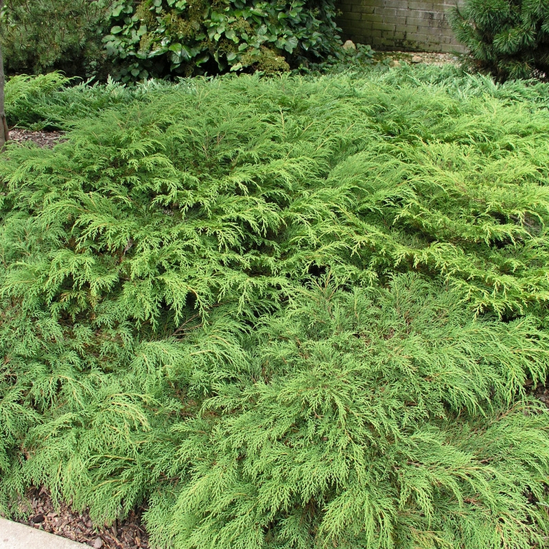 Kryptuja Omnia Garden Lågväxande