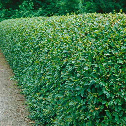 Häckoxbär Omnia Garden 60-100 cm