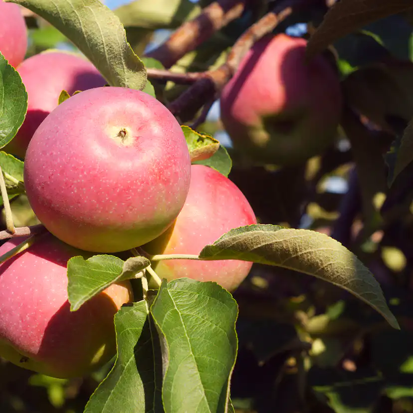 Äppelträd Omnia Garden Röd Melba Svagväxande