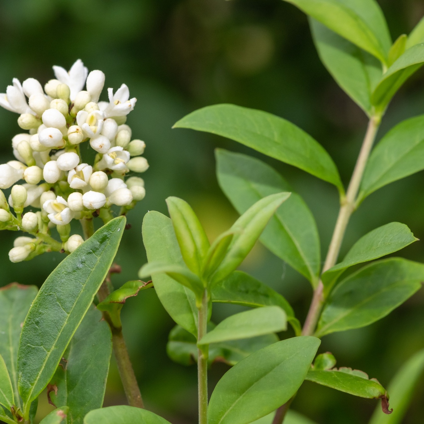 Häck Omnia Garden Liguster 30-50cm Krukodlade