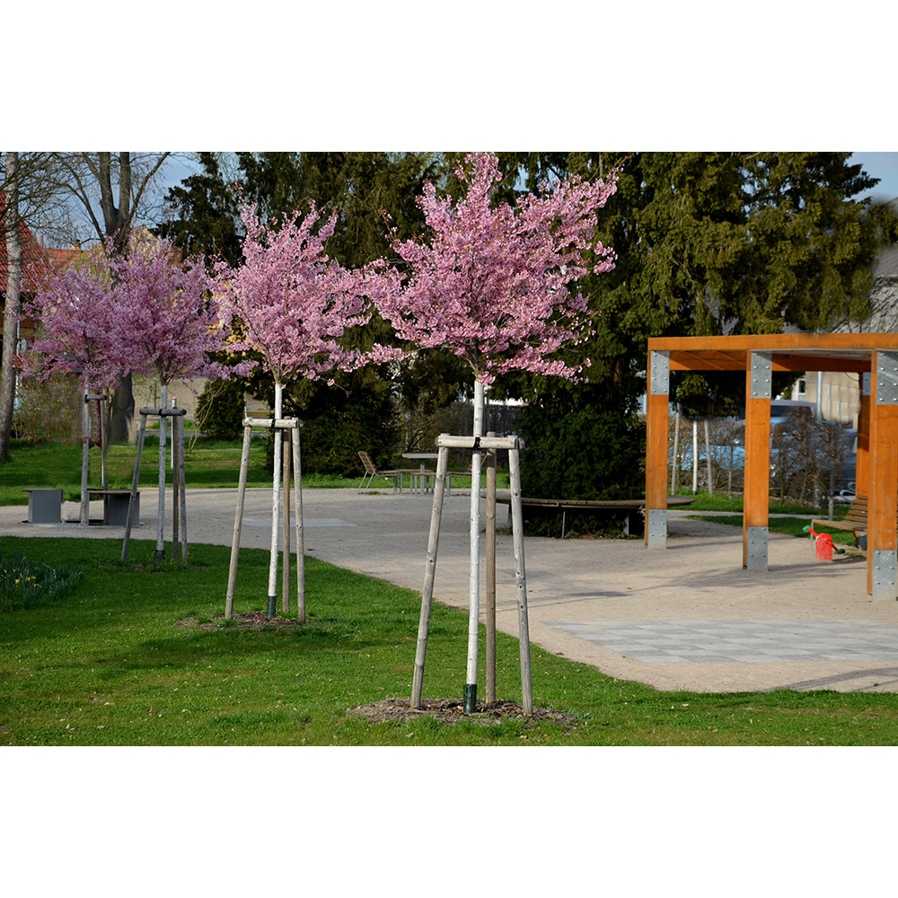 Körsbärsträd Omnia Garden Japanskt Prunus Kanzan 100-120 cm