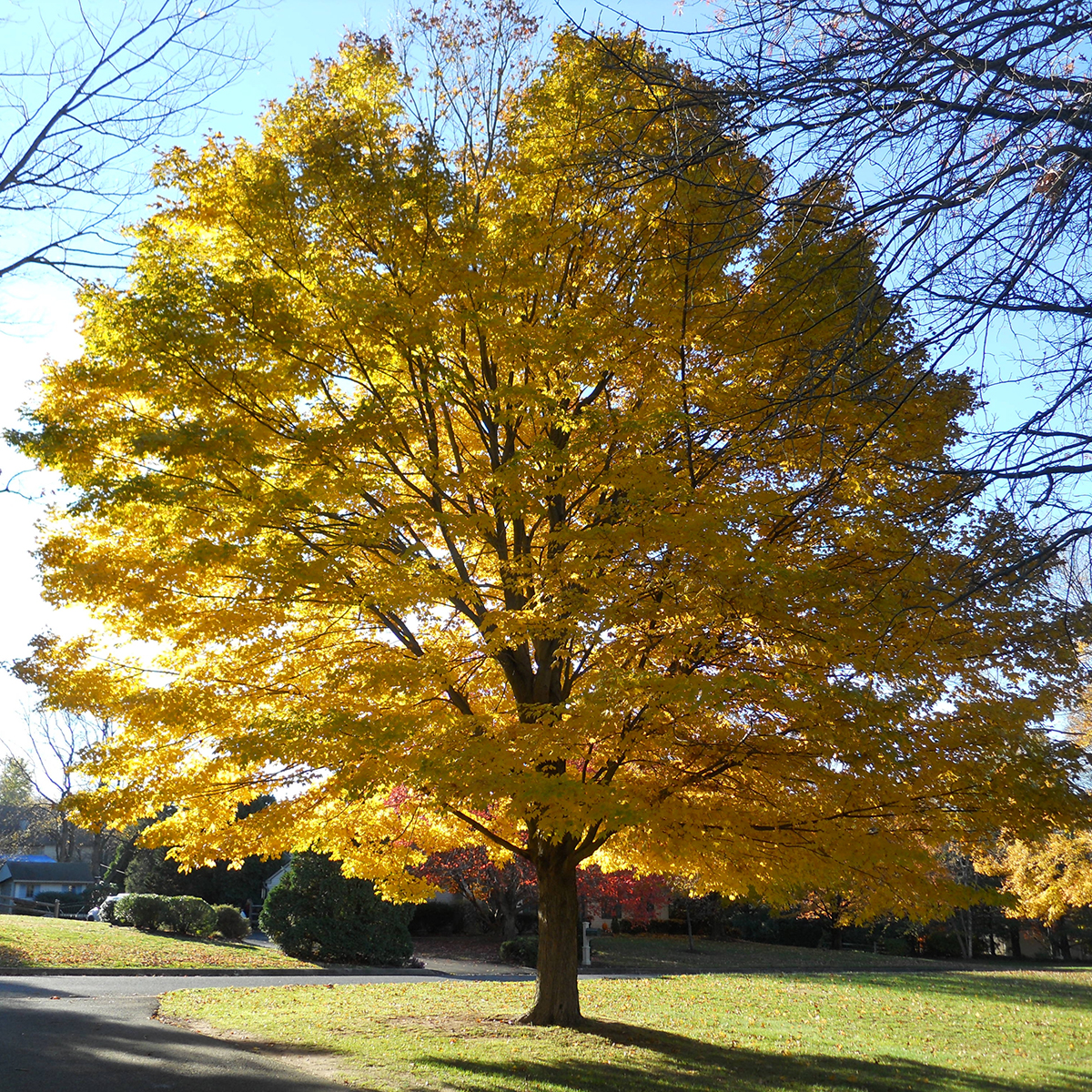 Pryndnadsträd Skogslönn Omnia Garden 350-450 cm Frilandsodlat Högstamsträd med Grönt Lövverk