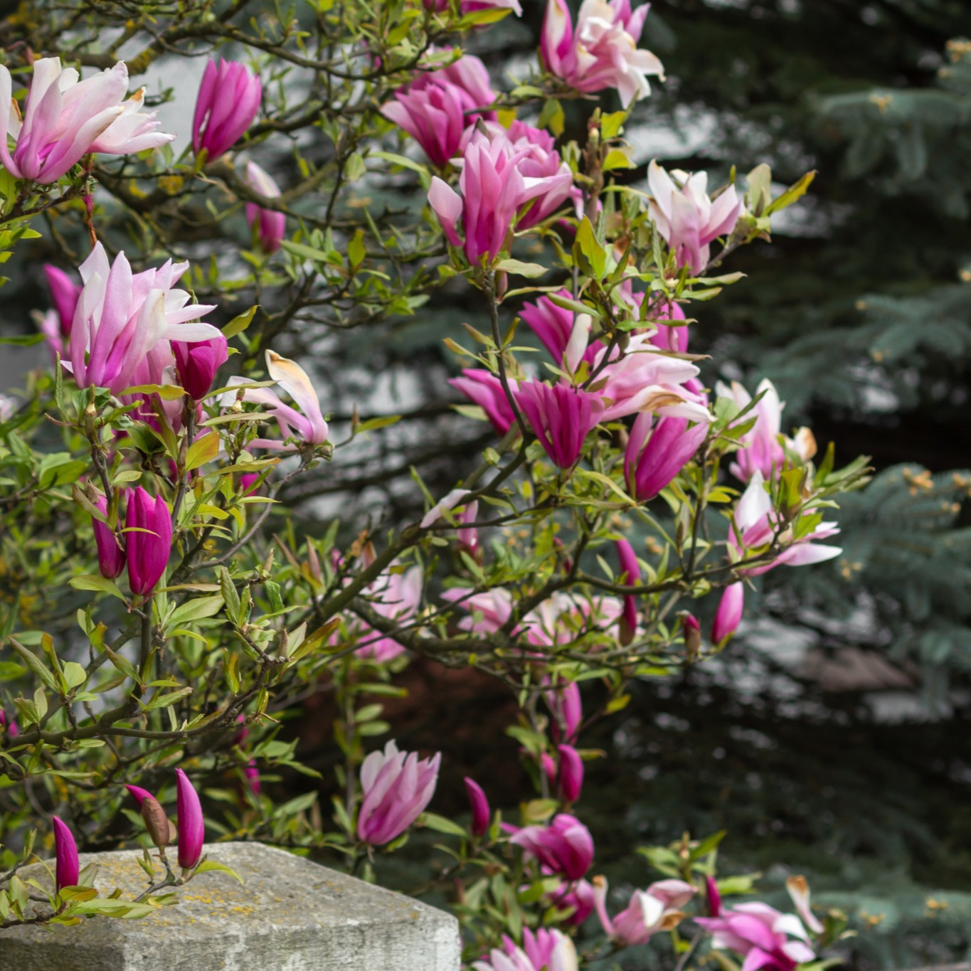 Prydnadsbuske Omnia Garden Liljemagnolia Nigra 60-80 cm