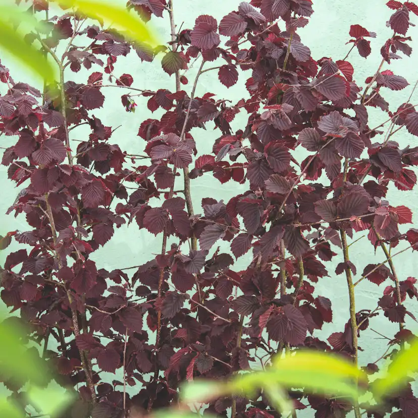 Prydnasdbuske Omnia Garden Hasselnöt Rote Zellernuss 100-150 cm