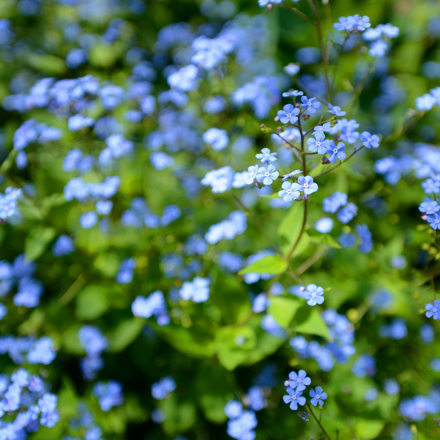 Perenn Omnia Garden Kaukasisk Förgätmigej Jack Frost