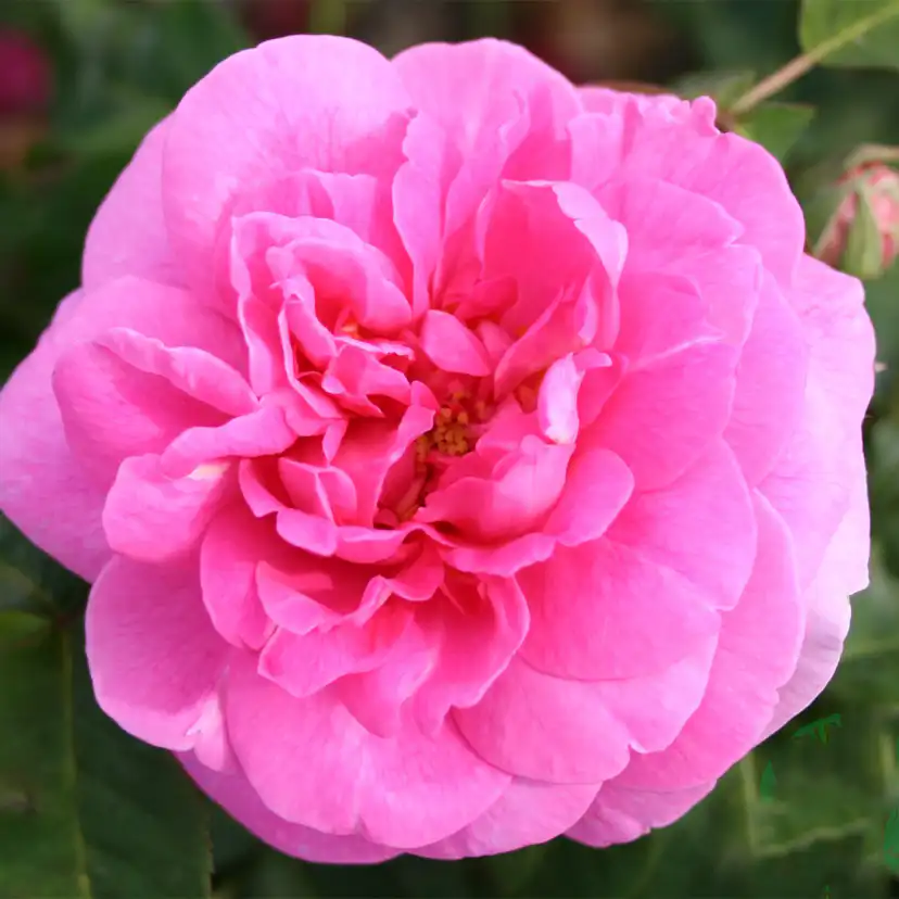 Storblommig Buskros Omnia Garden Gertrude Jekyll