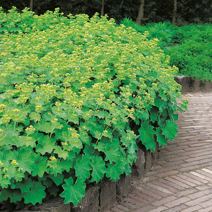 Perenn Omnia Garden Jättedaggkåpa