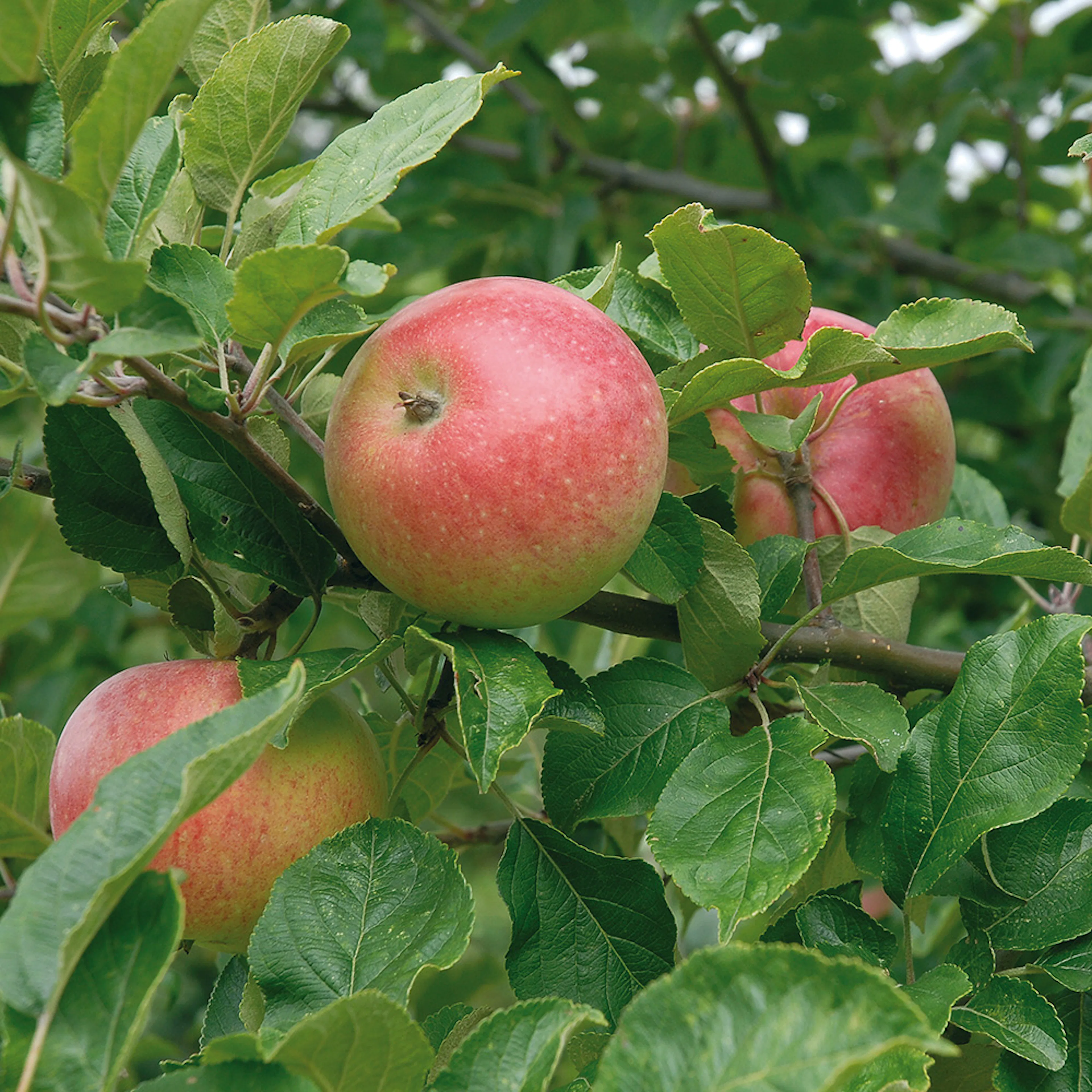 Äppelträd Omnia Garden Aroma E