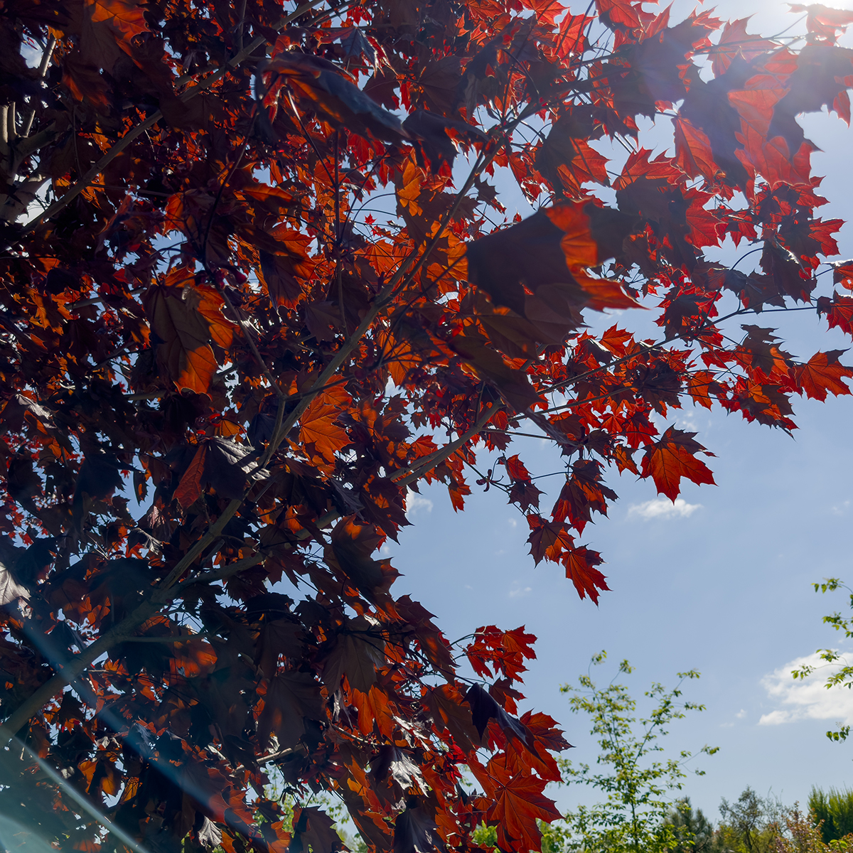 Prydnadsträd Skogslönn Omnia Garden Rödbladig 350-450 cm