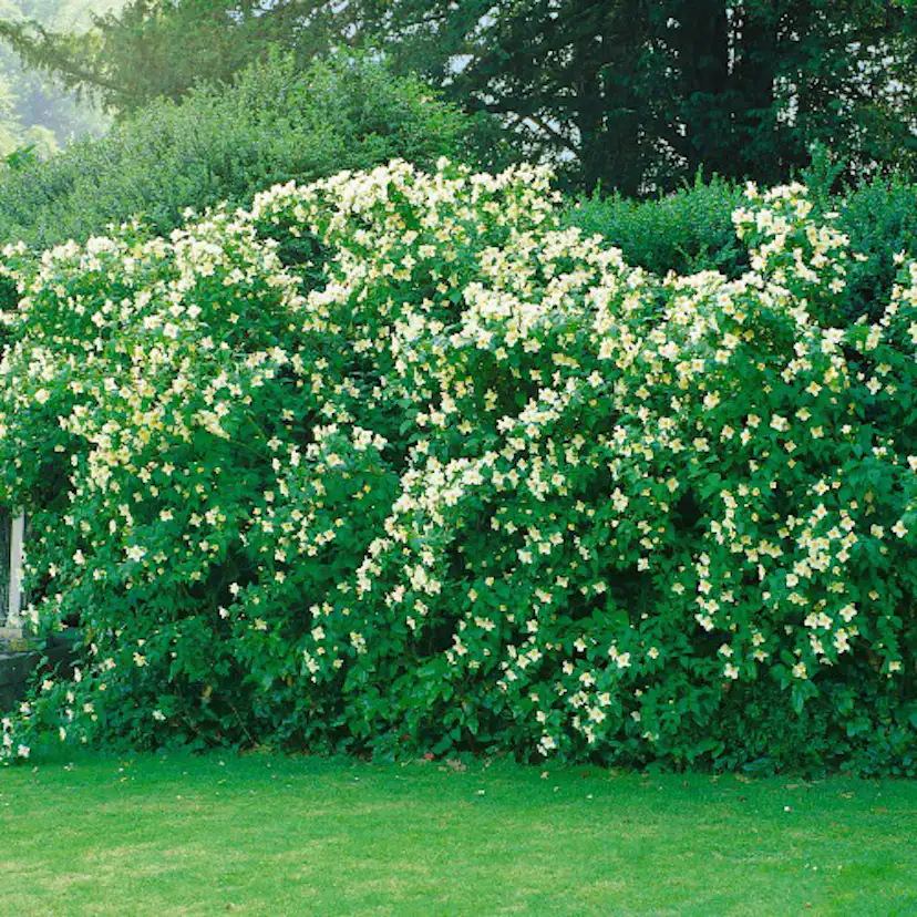 Buske Omnia Garden Smultronschersmin 20-30 cm