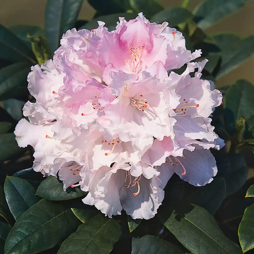 Rhododendron Omnia Garden Silberwolke 25-30 cm
