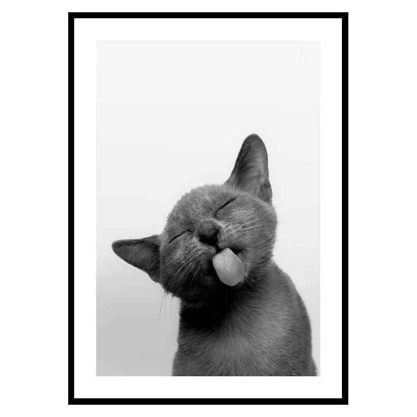 Poster Gallerix Licking Kitten