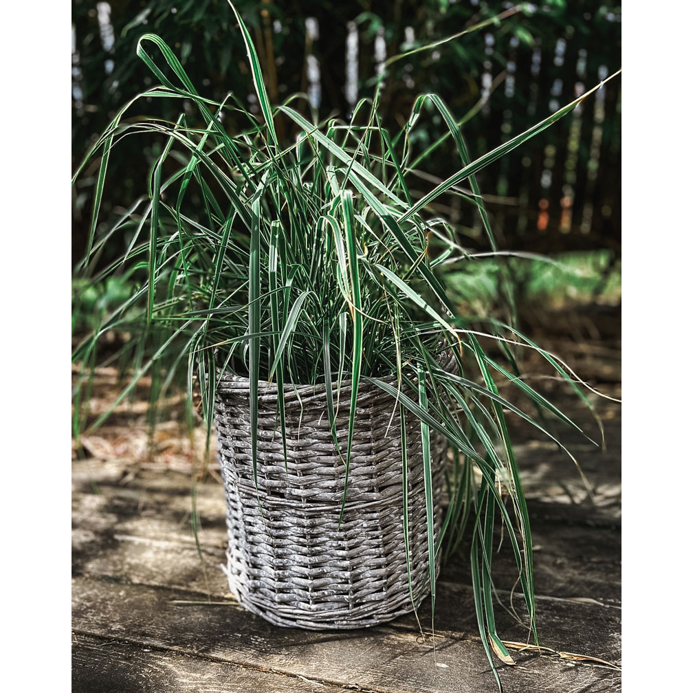 Korg by Benson till Kungsgran i Kruka