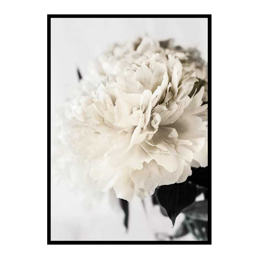 Poster Gallerix Peony Closeup