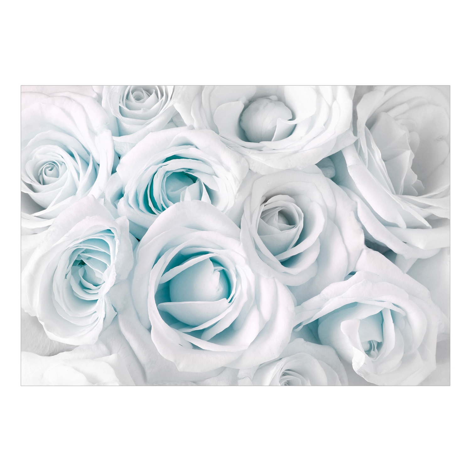 Fototapet Arkiio Självhäftande Satin Rose Turquoise