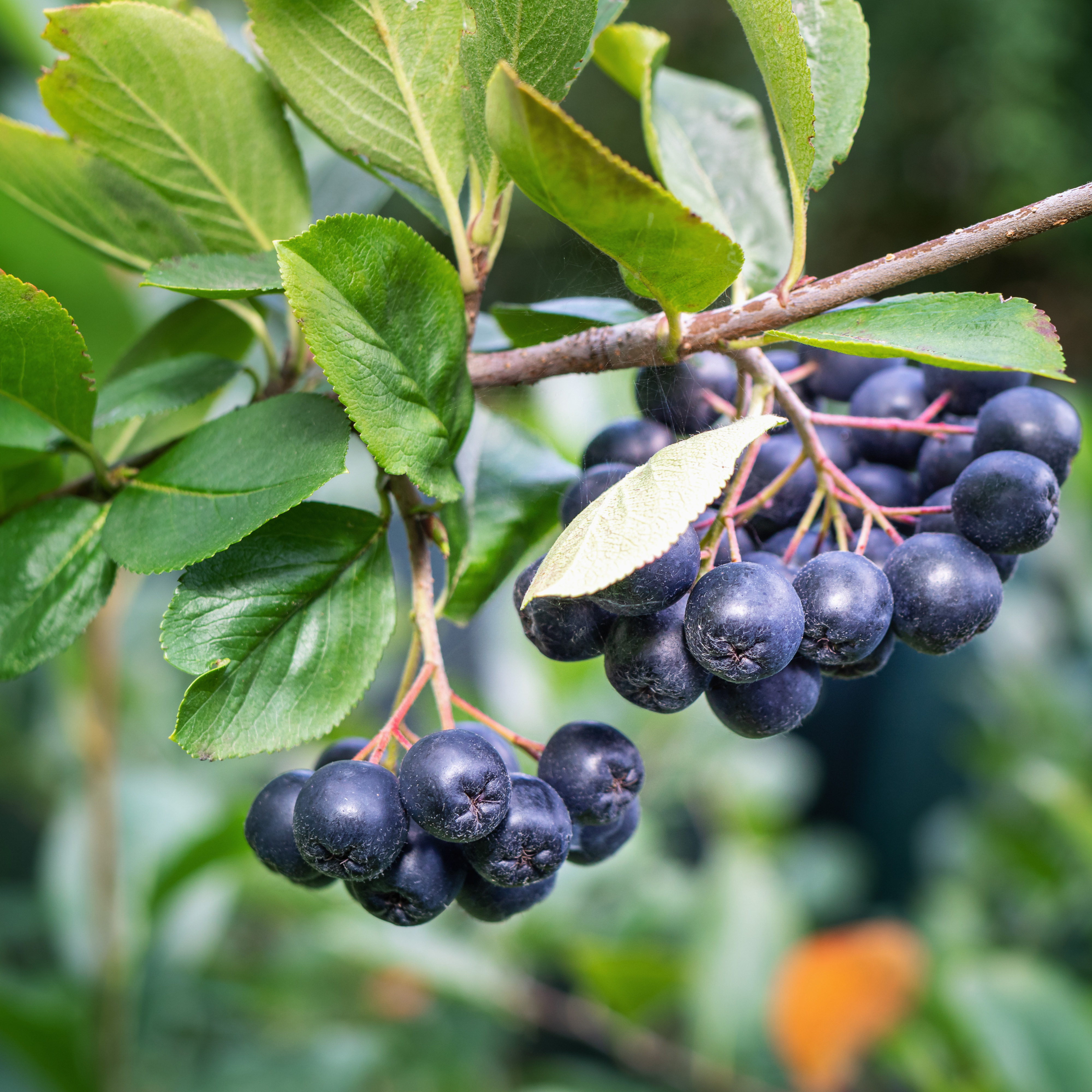 Buske Omnia Garden Svartaronia Aronia Mel Hugin 20-40 cm