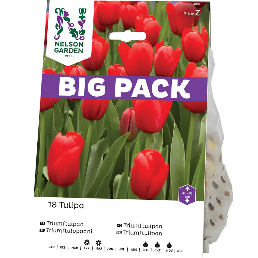 Triumftulpan Nelson Garden Röd Big Pack