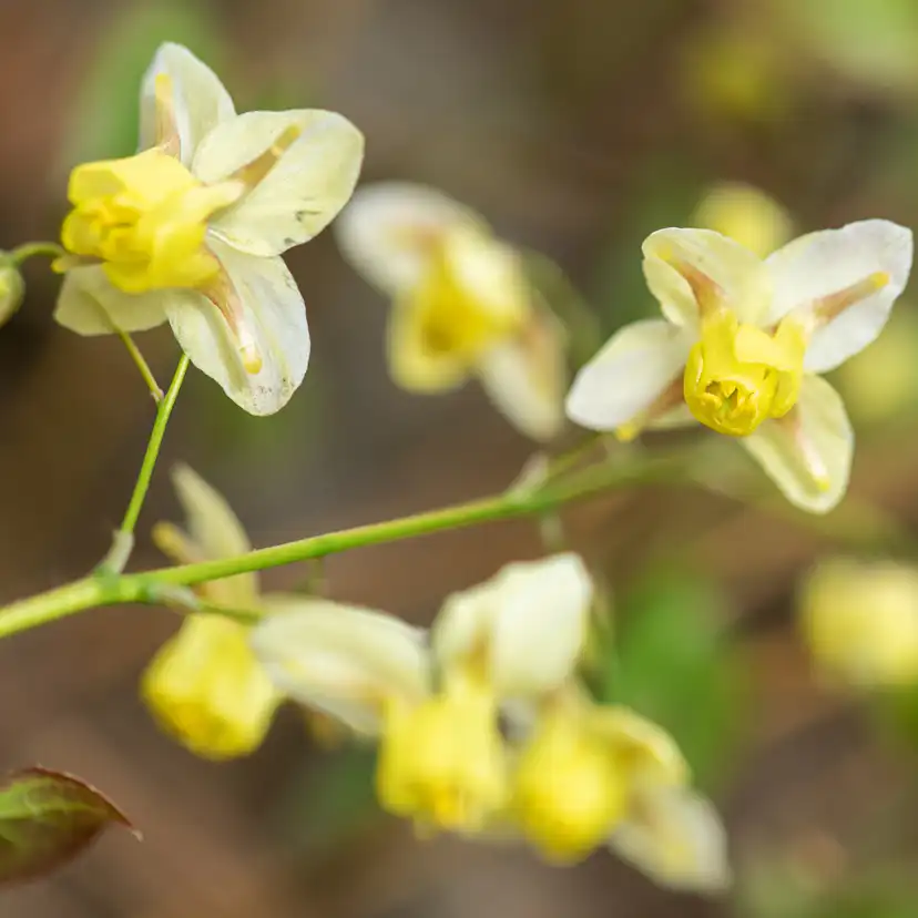 Sockblomma Omnia Garden Sulphureum Blekgul