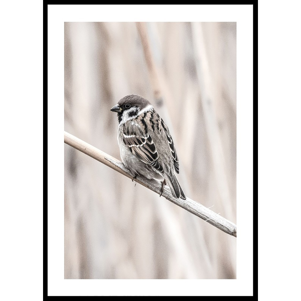 Poster Gallerix Tree Sparrow