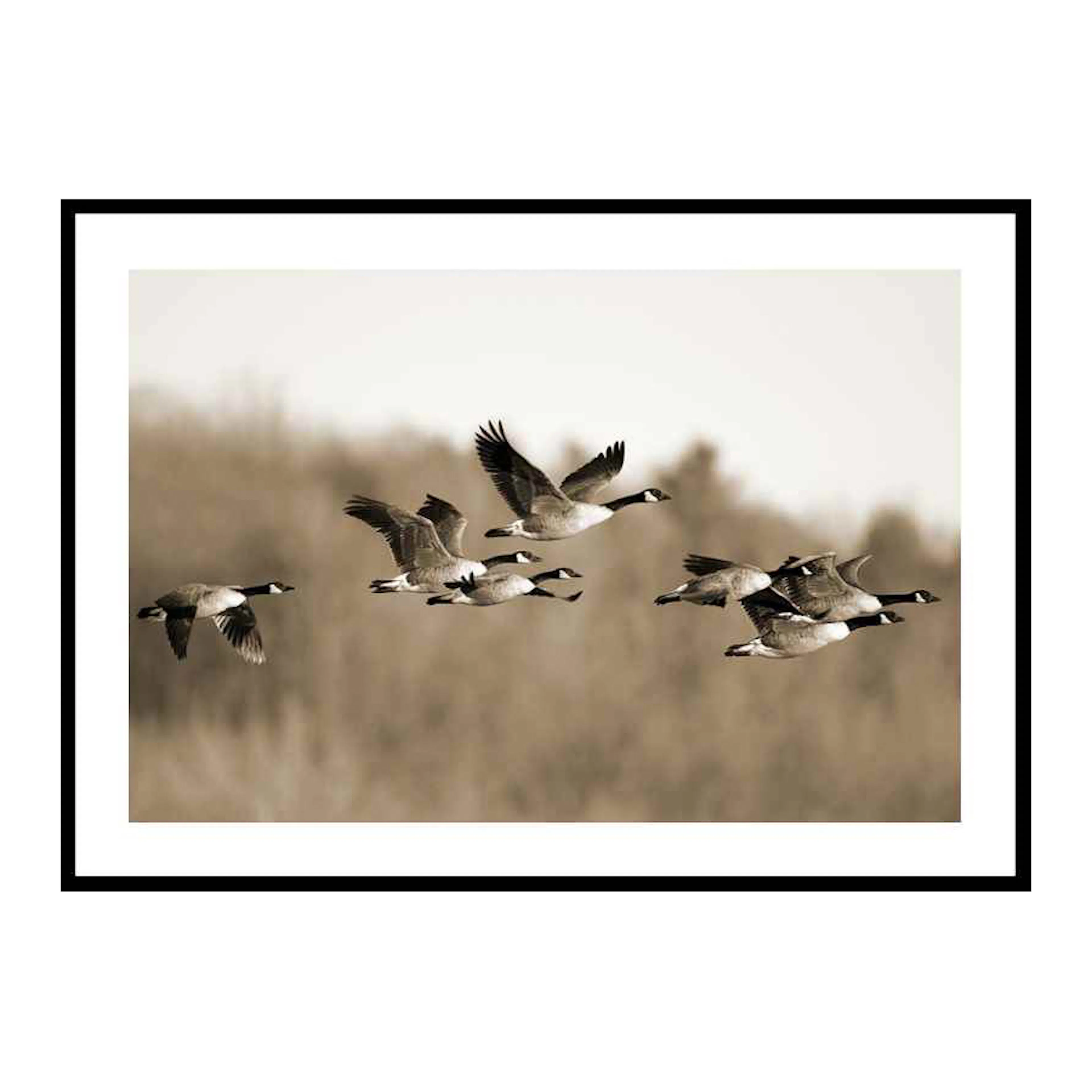 Canada Geese 30x40 cm