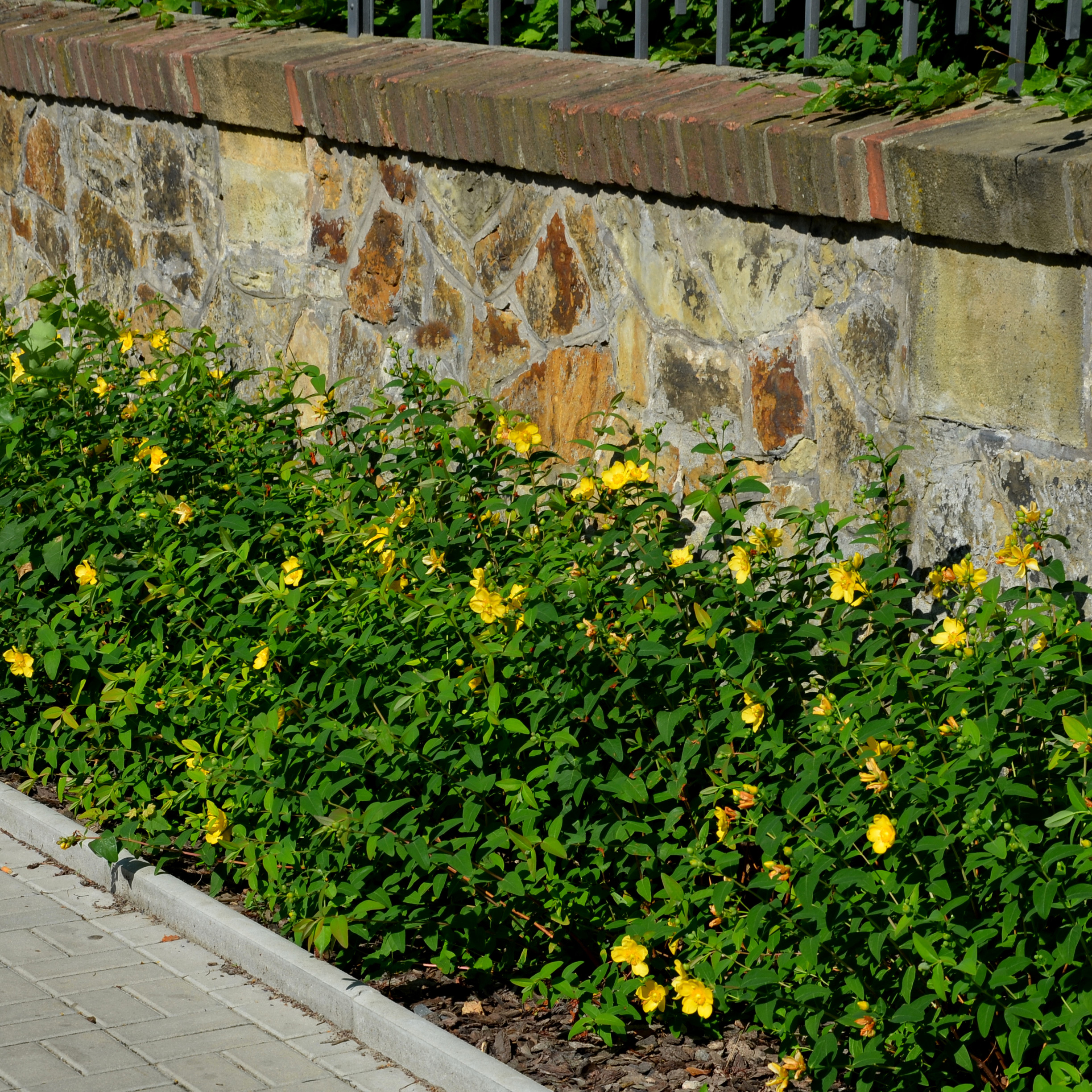 Rabattblomma Omnia Garden Prakthypericum