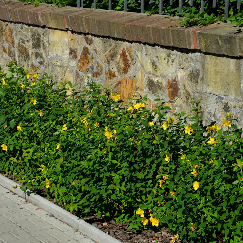 Rabattblomma Omnia Garden Prakthypericum